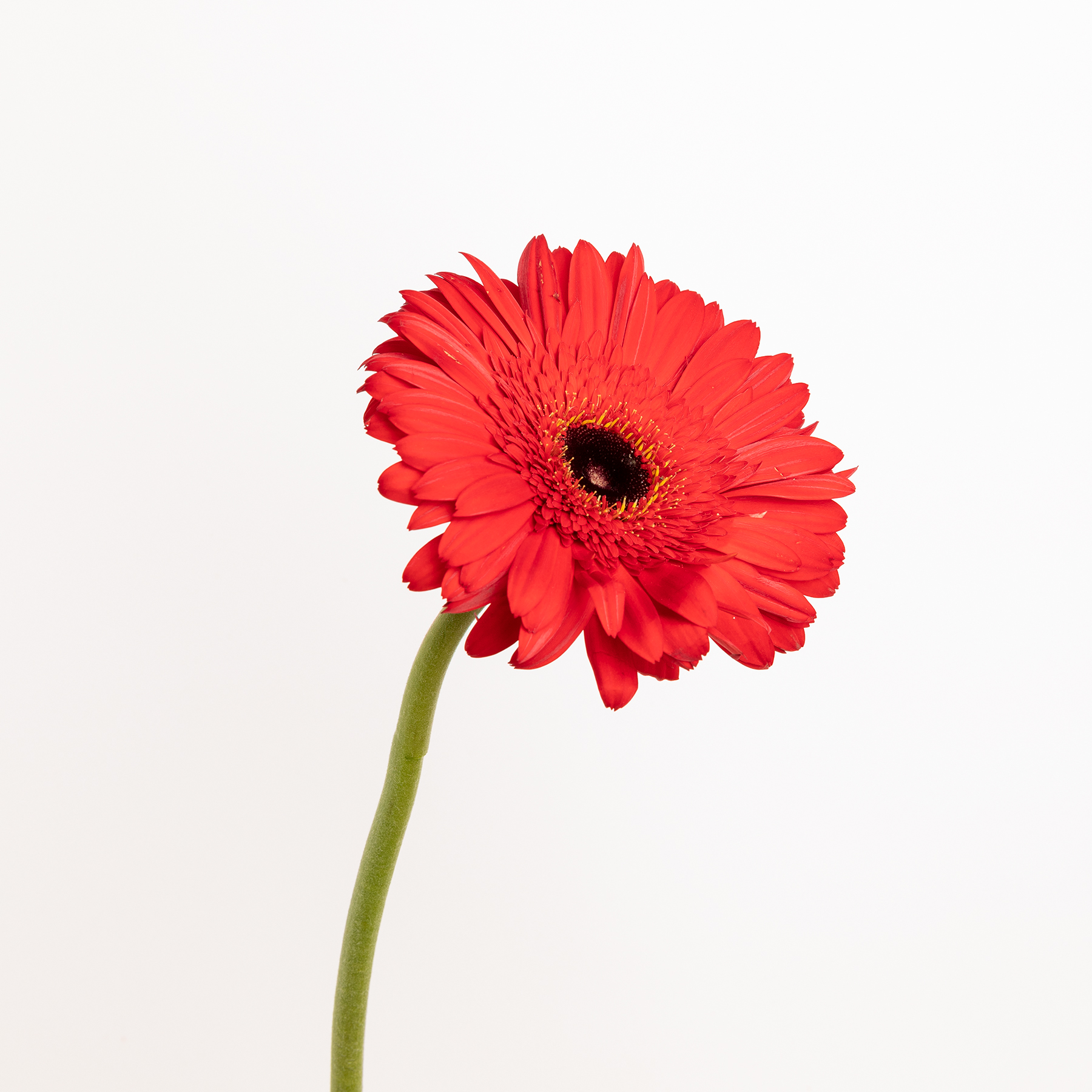 Gerberas